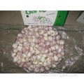 Normal Garlic Fresh Crop 2019